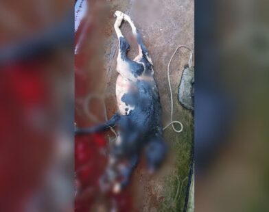 Bezerra nasce com 2 cabeças e rabo bipartido em Rondônia; vídeo