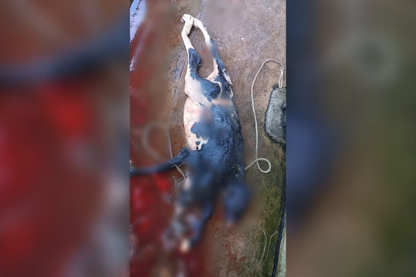 Bezerra nasce com 2 cabeças e rabo bipartido em Rondônia; vídeo