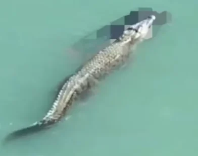 Crocodilo ataca e mata nadador com 'giro da morte'; vídeo