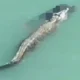 Crocodilo ataca e mata nadador com 'giro da morte'; vídeo