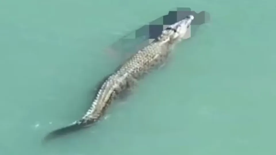 Crocodilo ataca e mata nadador com 'giro da morte'; vídeo