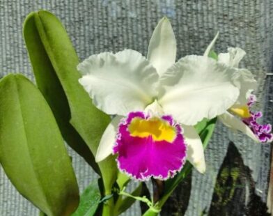 Entrada gratuita: XXIII Exposição Anual de Orquídeas acontece em Montes Claros