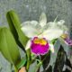 Entrada gratuita: XXIII Exposição Anual de Orquídeas acontece em Montes Claros