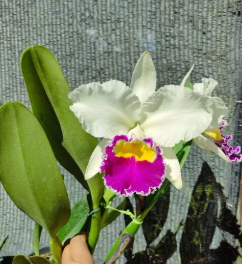 Entrada gratuita: XXIII Exposição Anual de Orquídeas acontece em Montes Claros