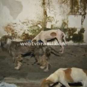 'Filme de terror', diz policial que resgatou animais abandonados em casa no Ceará | Ceará