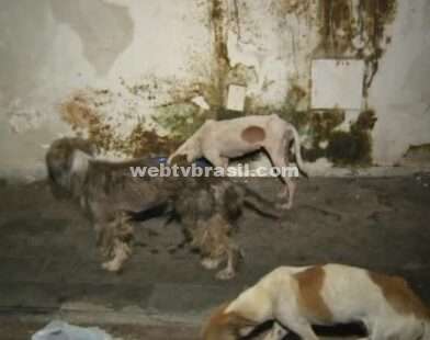 'Filme de terror', diz policial que resgatou animais abandonados em casa no Ceará | Ceará