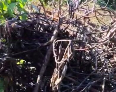 Gata resgata filhotes chocados por galinha e os leva para esconderijo; VÍDEO | Centro-Oeste
