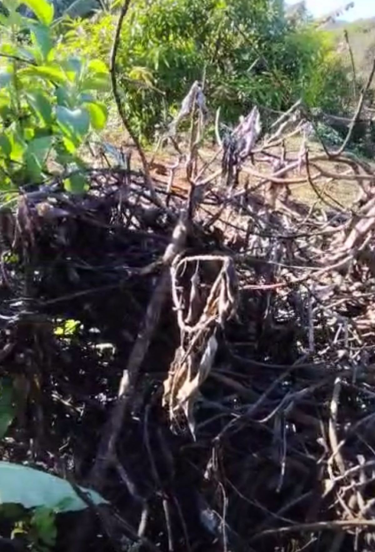 Gata resgata filhotes chocados por galinha e os leva para esconderijo; VÍDEO | Centro-Oeste
