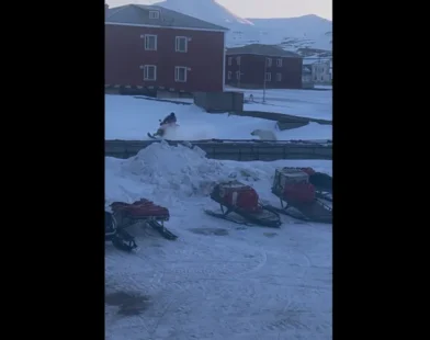 Homem escapa por pouco de ataque de urso polar em ilha norueguesa; veja