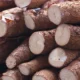 Mandioca realizou façanha evolutiva ao ser domesticada