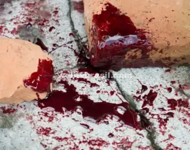 Mulher é morta em ataque do próprio pitbull dentro de casa em Goiás