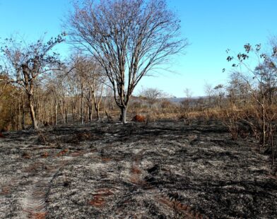 Parque do Pau Furado ainda tem reflexos do incêndio que devastou parte da reserva em Uberlândia | Triângulo Mineiro