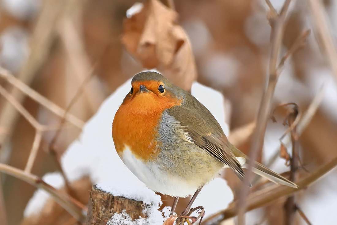 Petrolina divulga programacao para festejos juninos.webp 80x80