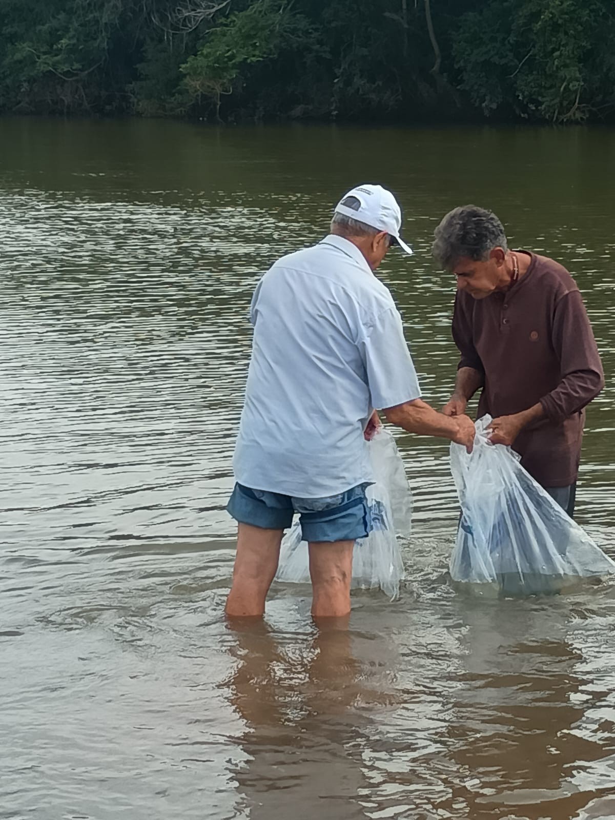 Repovoamento do rio Pará: dez mil peixes de três espécies são soltos na Prainha, em Carmo do Cajuru