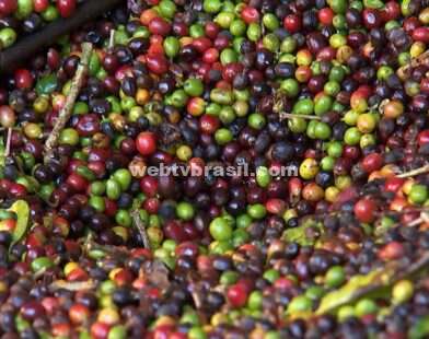 Saca do café é vendida por R$ 283,33, em média, no estado de Rondônia
