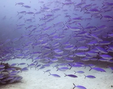 Série de mordidas de peixes em visitantes causa interdição de lagoa turística em Bonito (MS)