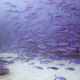 Série de mordidas de peixes em visitantes causa interdição de lagoa turística em Bonito (MS)