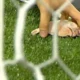 Torcida do Palmeiras arremessa cabeça de galinha no gramado; vídeo