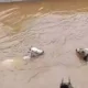 Vídeos mostram vacas sendo arrastadas por enchente no RJ