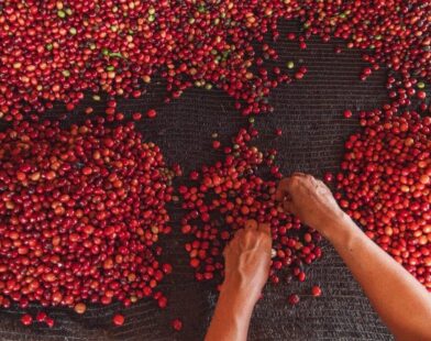 ABDI premiará melhor café do Acre no concurso QualiCafé com valor de R$ 55 mil