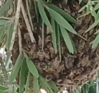 Ação rápida elimina enxame de abelhas em praça movimentada no bairro Três Barras, em Linhares