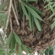 Ação rápida elimina enxame de abelhas em praça movimentada no bairro Três Barras, em Linhares