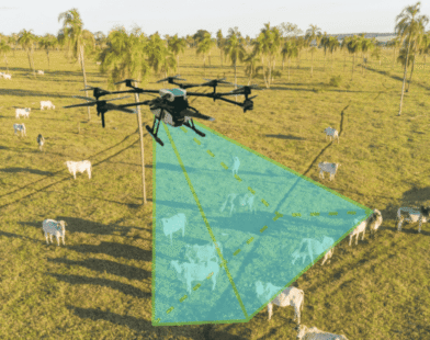 Aplicativo pesa bovinos com drone no pasto e quer revolucionar a pecuária