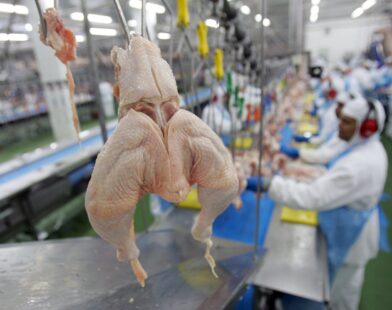 Após China e UE, Argentina suspende parte das importações de produtos avícolas do Brasil por caso de gripe aviária