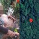 Após sair para coletar palha de coco, idoso passa dias desaparecido em mata densa e é resgatado em Pitangui | Centro-Oeste