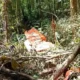 Avião de pequeno porte cai em plantação no Pará e deixa dois feridos