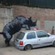 Banksy monta rinoceronte sobre carro velho em oitavo grafite de animal em Londres
