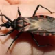 Bicho-barbeiro contaminado pela doença de Chagas é encontrado na zona oeste de São Paulo