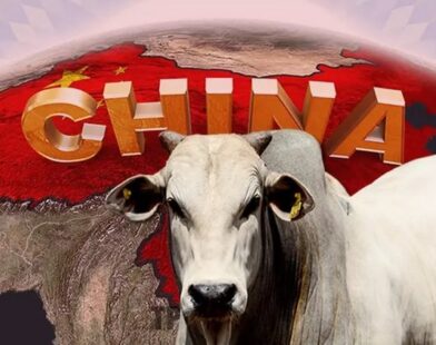 “Boi-China” vale R$ 315/@, mas boi gordo segue de “quarentena” após caso de gripe aviária