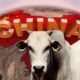 “Boi-China” vale R$ 315/@, mas boi gordo segue de “quarentena” após caso de gripe aviária