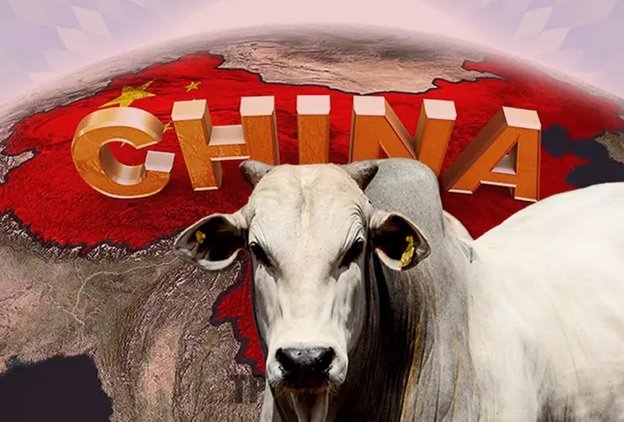 “Boi-China” vale R$ 315/@, mas boi gordo segue de “quarentena” após caso de gripe aviária