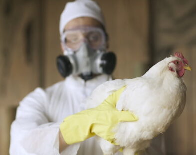 Brasil pode ficar livre de gripe aviária em 28 dias, afirma Fávaro