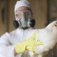 Brasil pode ficar livre de gripe aviária em 28 dias, afirma Fávaro
