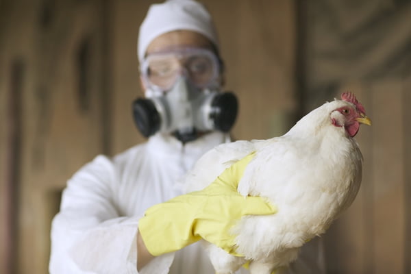 Brasil pode ficar livre de gripe aviária em 28 dias, afirma Fávaro