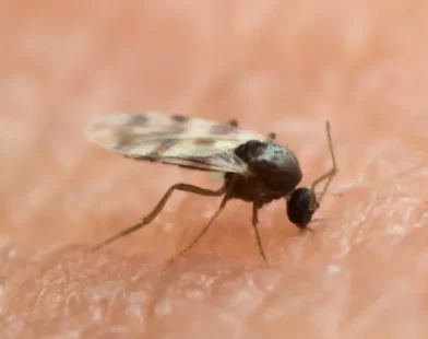 Brasil registra quase 3 mil casos de Oropouche em 2025
