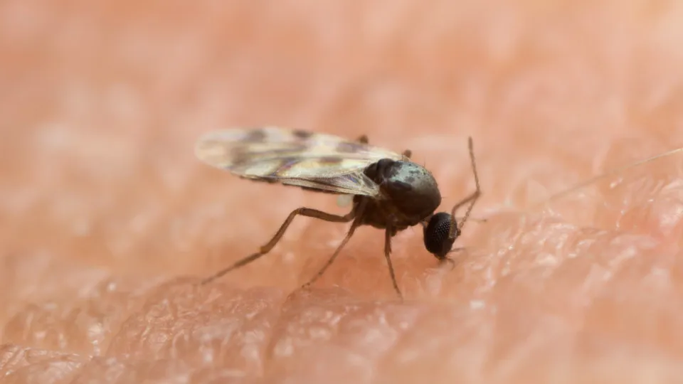 Brasil registra quase 3 mil casos de Oropouche em 2025