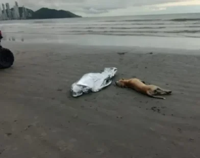 Cachorro fica ao lado do corpo do dono morto afogado em praia de SC