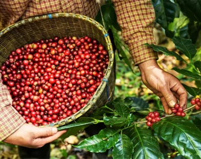 Café: colheita pressiona e mercado internacional fecha em forte queda
