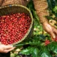 Café: colheita pressiona e mercado internacional fecha em forte queda