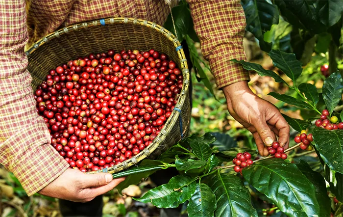 Café: colheita pressiona e mercado internacional fecha em forte queda
