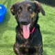Cão enfrenta cinco coiotes por 45 minutos na Califórnia e vira herói