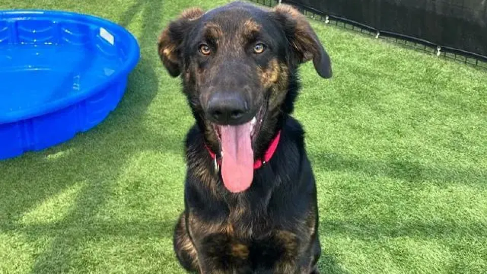 Cão enfrenta cinco coiotes por 45 minutos na Califórnia e vira herói