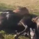 Cavalos sacrificados em praça pública no Rio chocam moradores
