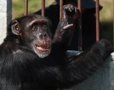 Chimpanzé criado por 'barão da droga' encontra nova casa no Brasil