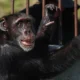 Chimpanzé criado por 'barão da droga' encontra nova casa no Brasil
