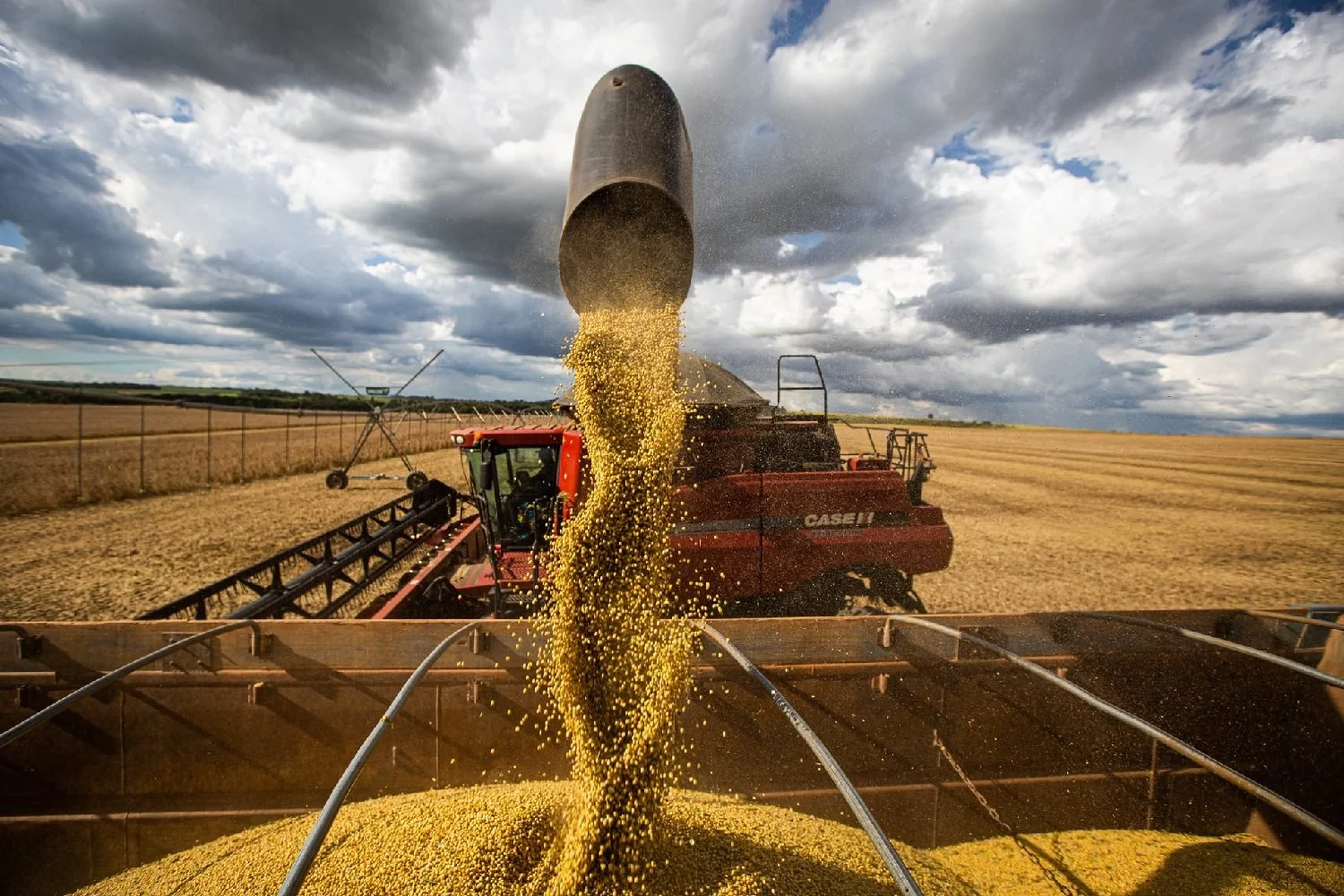 Conab confirma produção histórica de soja no Brasil e aponta demanda aquecida no mercado interno e externo